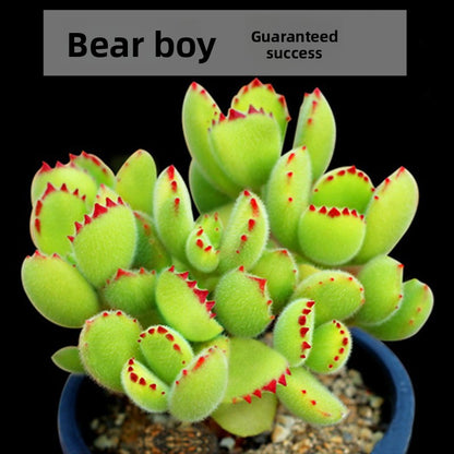 Live Succulent Plants