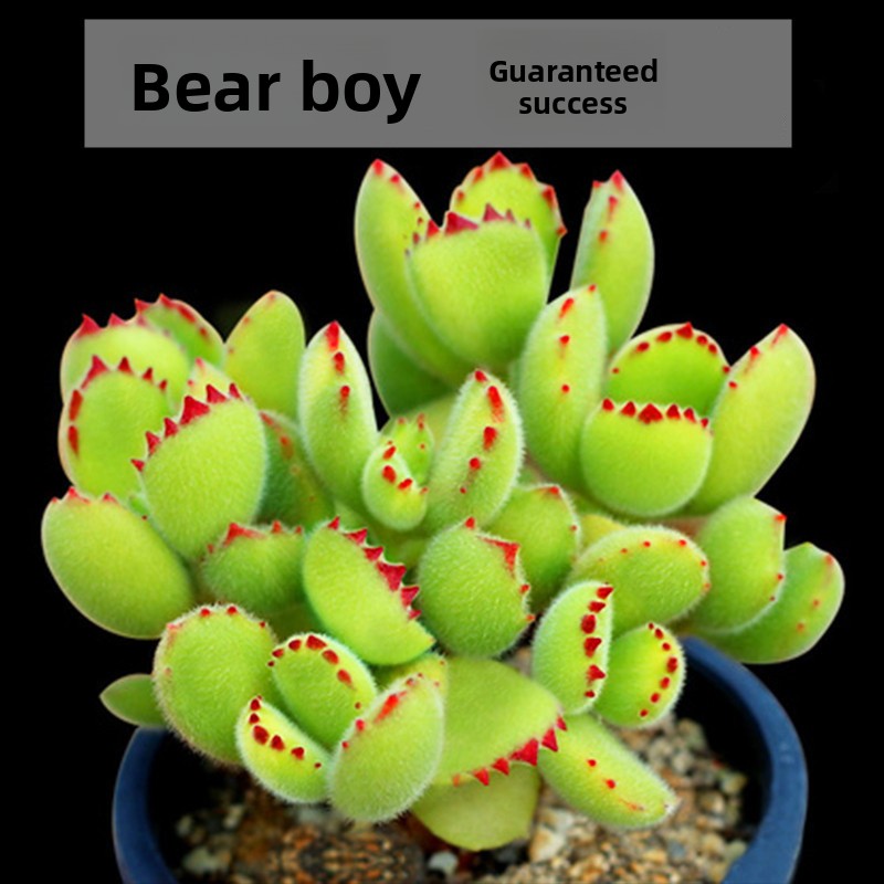 Live Succulent Plants