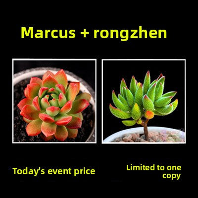 Live Succulent Plants