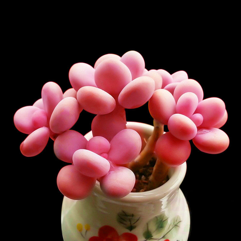 Live Succulent Plants