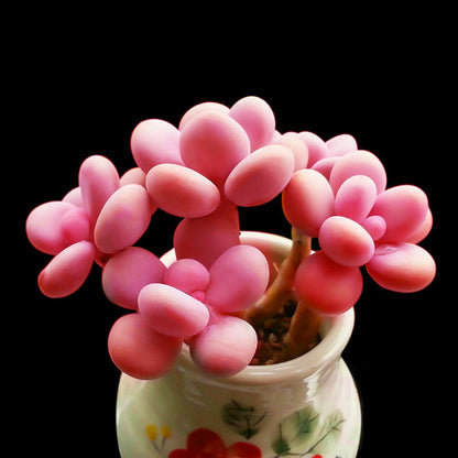 Live Succulent Plants