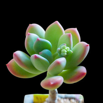 Live Succulent Plants