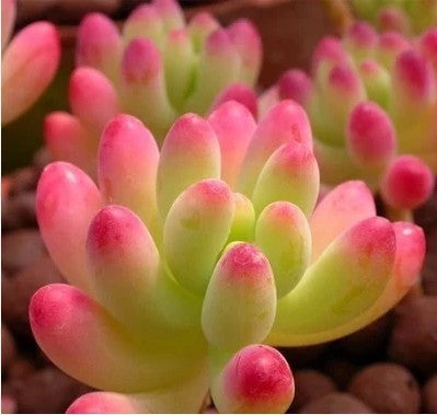 Live Succulent Plants