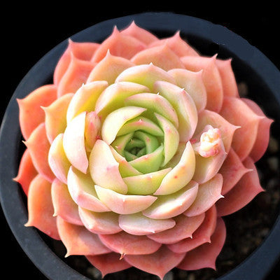 Live Succulent Plants
