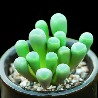Live Succulent Plants