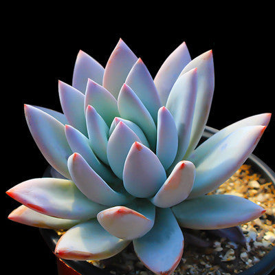 Live Succulent Plants