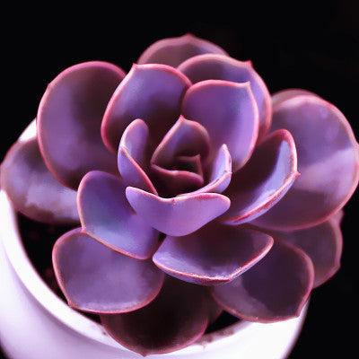 Live Succulent Plants