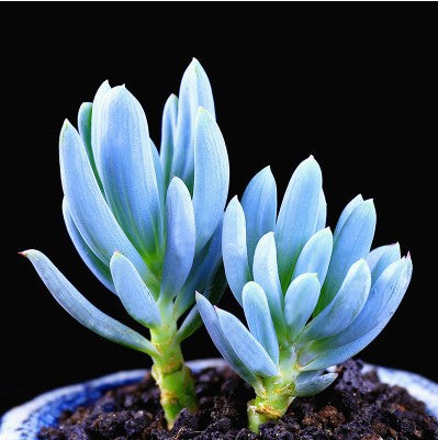Live Succulent Plants