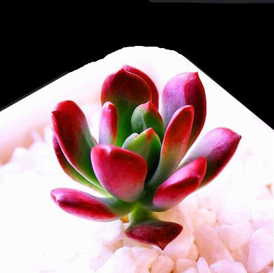 Live Succulent Plants