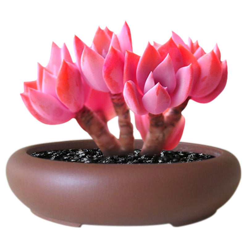 Live Succulent Plants