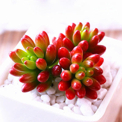 Live Succulent Plants