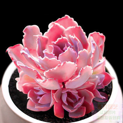 Live Succulent Plants
