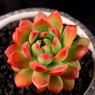 Live Succulent Plants