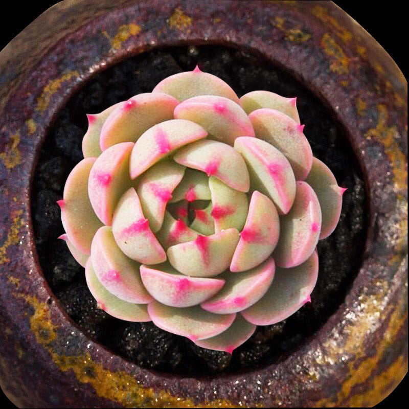 Live Succulent Plants