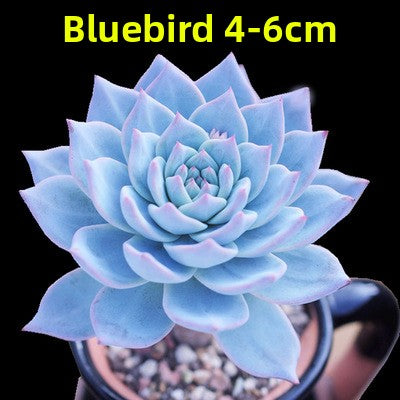 Live Succulent Plants