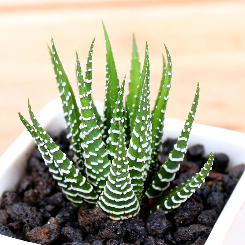 Live Succulent Plants
