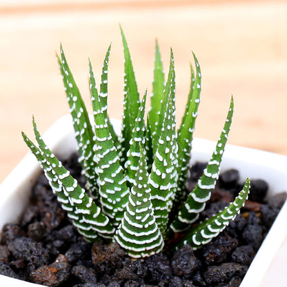 Live Succulent Plants