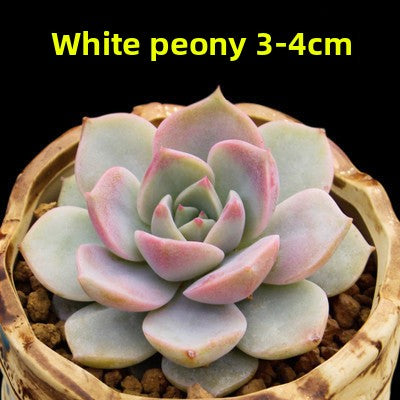 Live Succulent Plants
