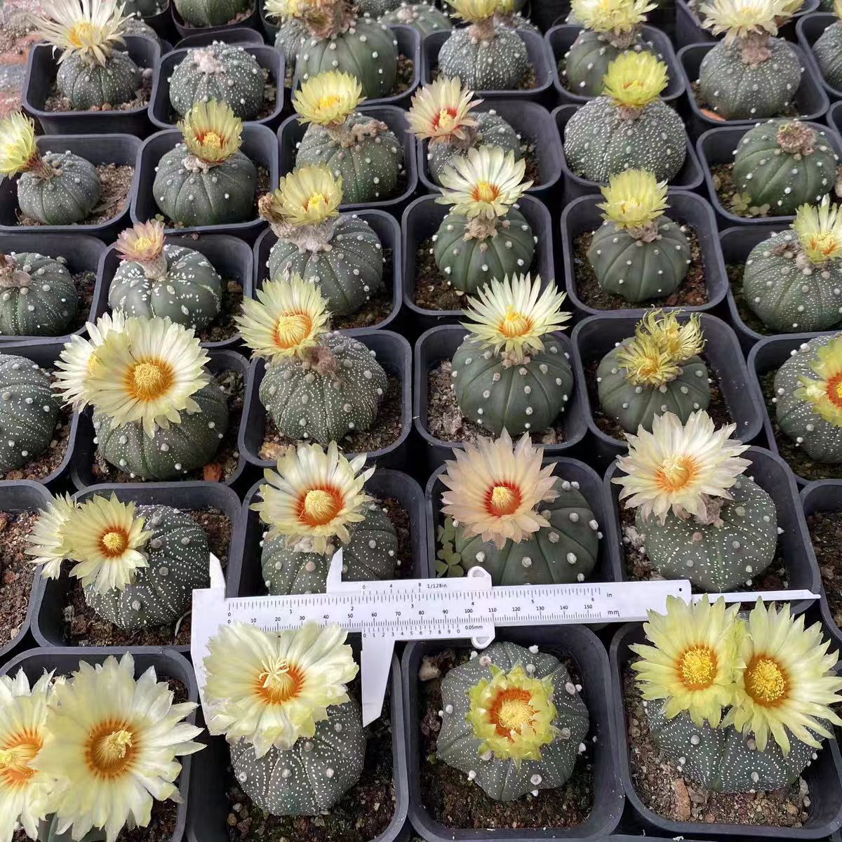 Living cactus plants
