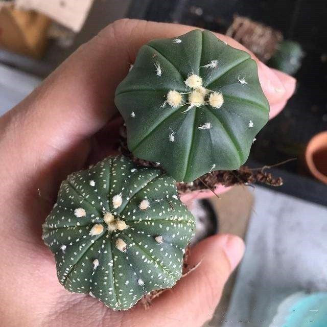 Living cactus plants