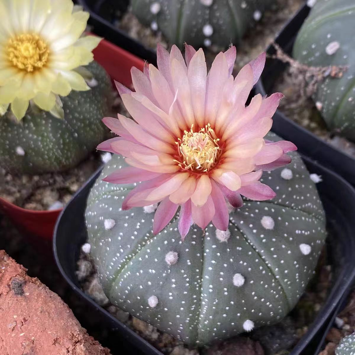 Living cactus plants