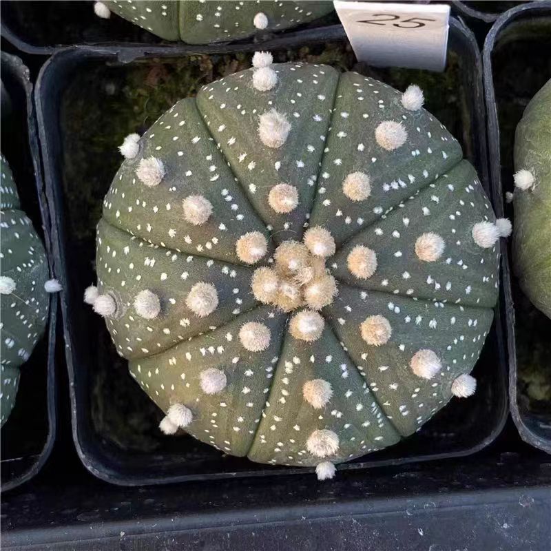 Living cactus plants