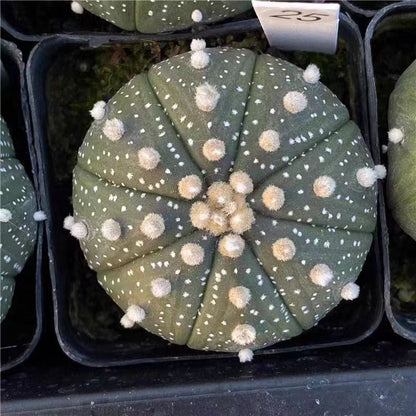 Living cactus plants