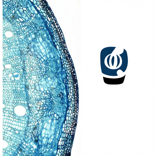 Methylene folate vitamin