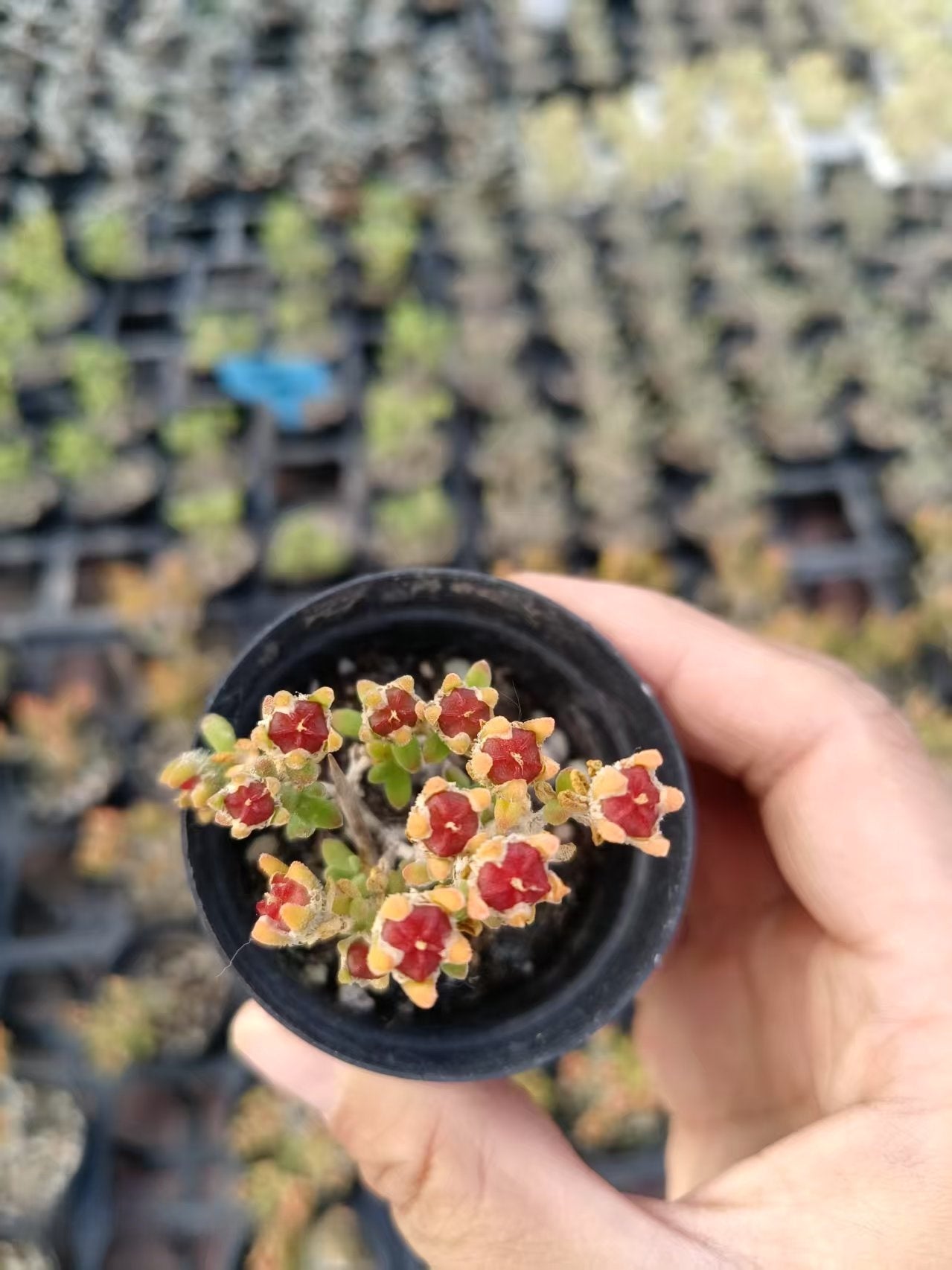 Mini Succulent Plants for Desktop Decoration