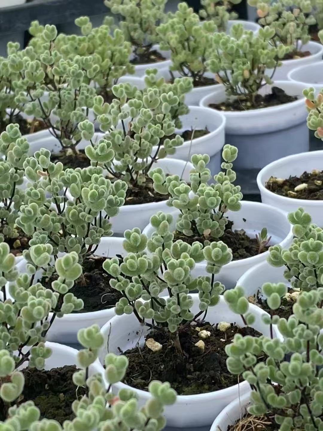 Mini Succulent Plants for Desktop Decoration