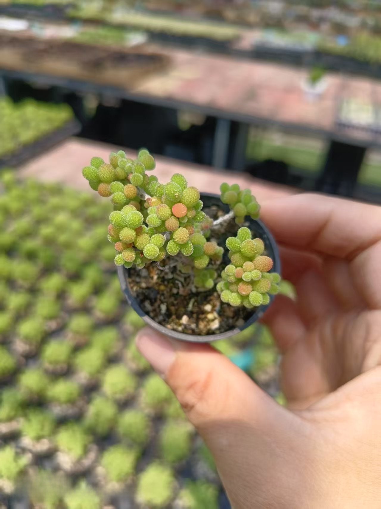 Mini Succulent Plants for Desktop Decoration