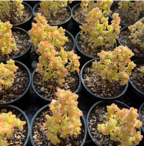 Mini Succulent Plants for Desktop Decoration