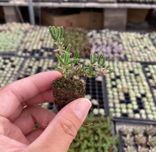Mini Succulent Plants for Desktop Decoration