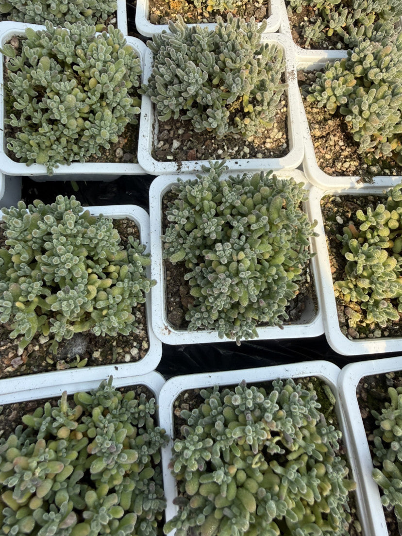 Mini Succulent Plants for Desktop Decoration