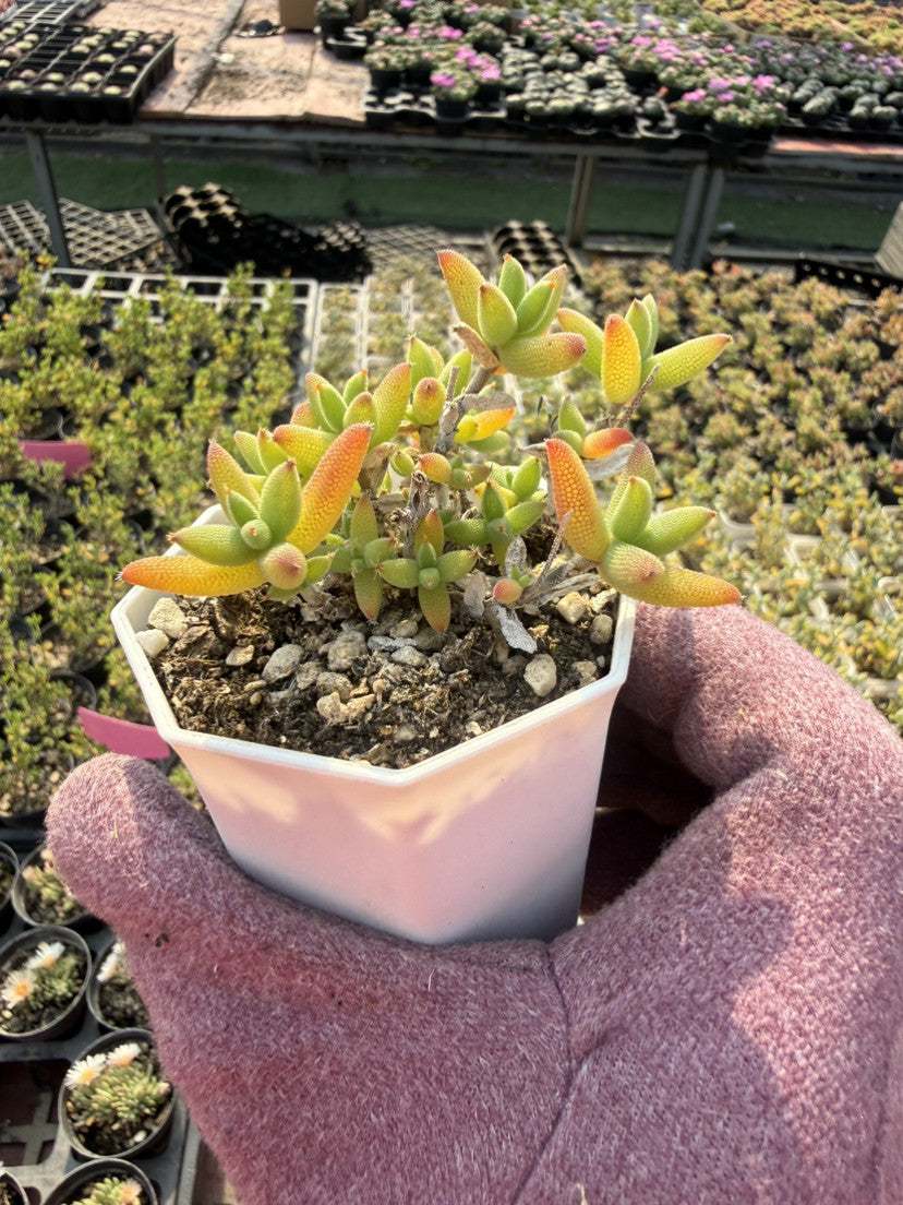 Mini Succulent Plants for Desktop Decoration