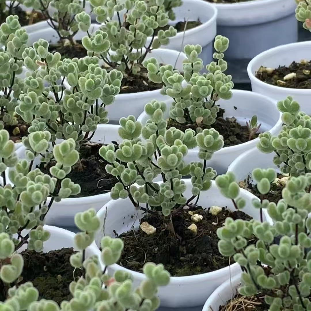 Mini Succulent Plants for Desktop Decoration