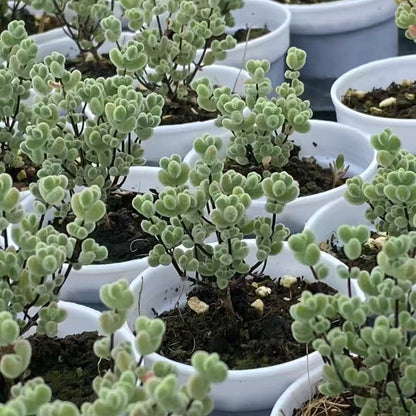 Mini Succulent Plants for Desktop Decoration