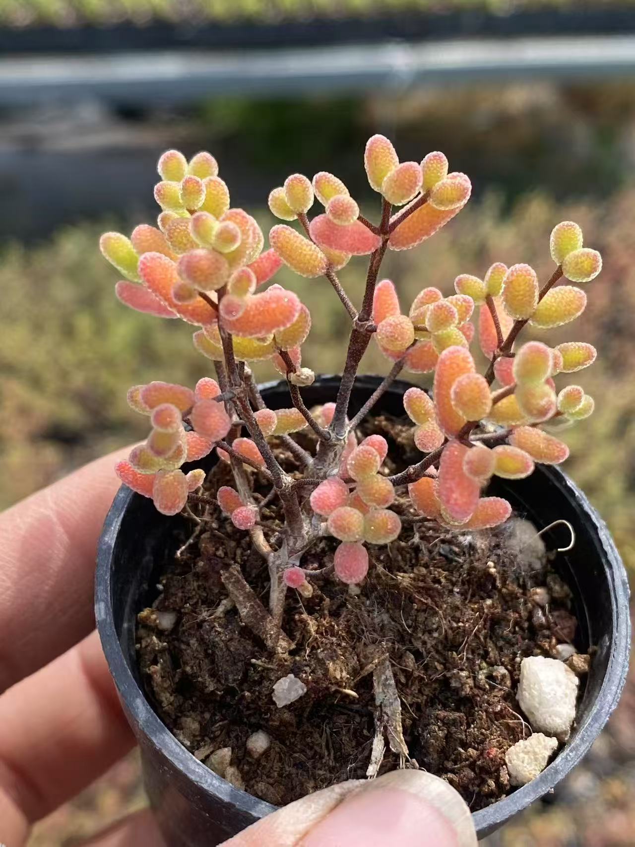 Mini Succulent Plants for Desktop Decoration