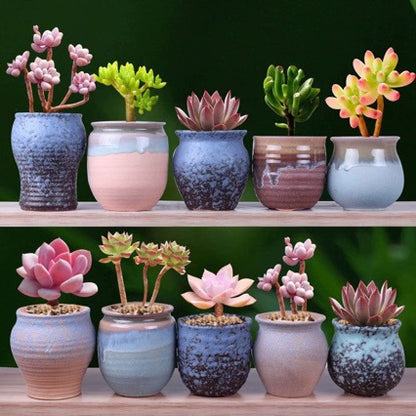 Miniature Bare Root Succulent Plants for Home Decoration