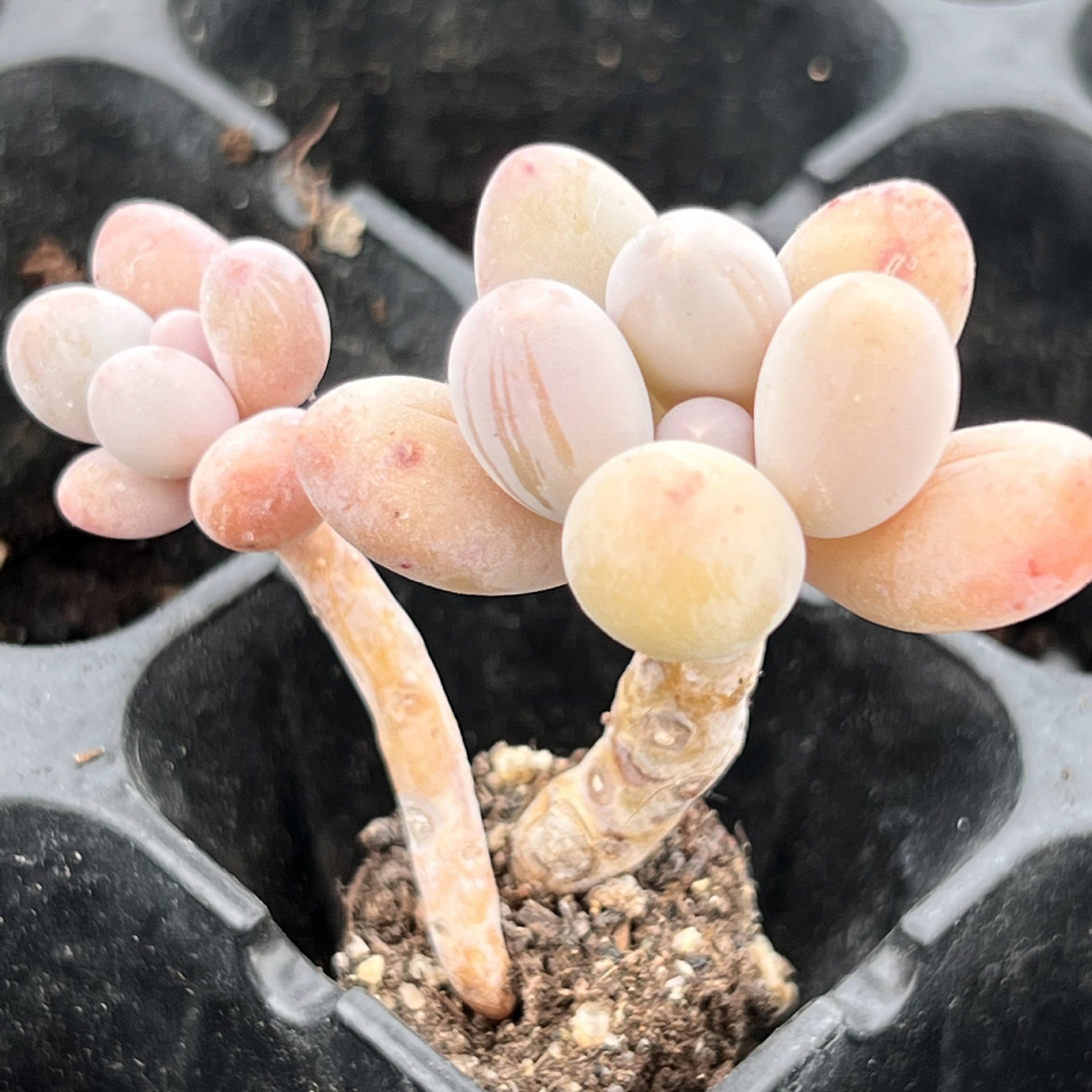 Miniature Bare Root Succulent Plants for Home Decoration