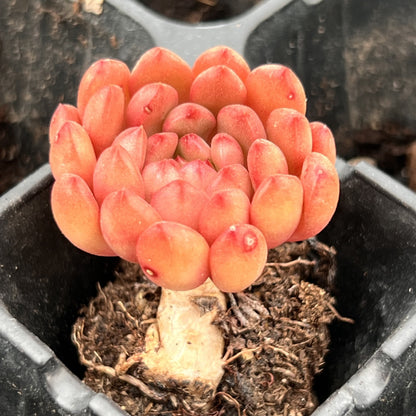 Miniature Bare Root Succulent Plants for Home Decoration