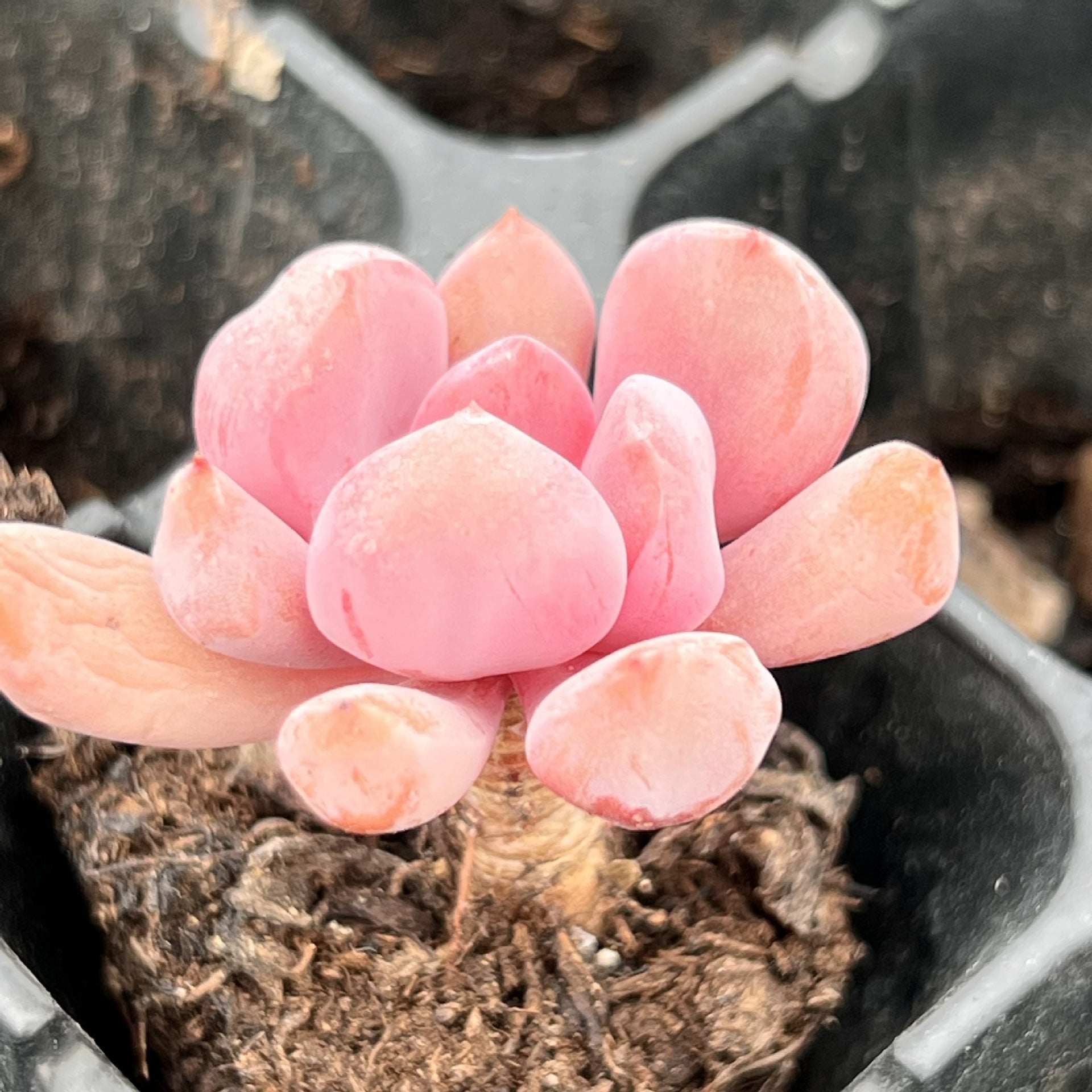 Miniature Bare Root Succulent Plants for Home Decoration