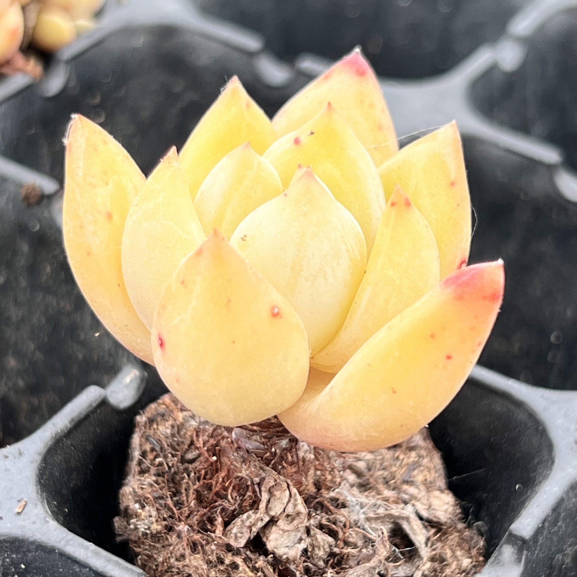 Miniature Bare Root Succulent Plants for Home Decoration