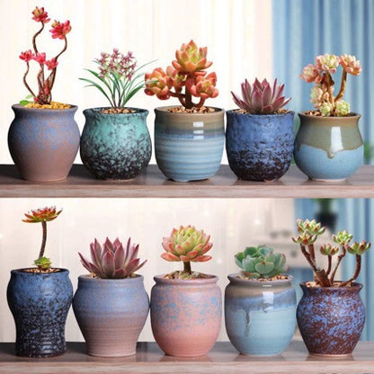 Miniature Bare Root Succulent Plants for Home Decoration