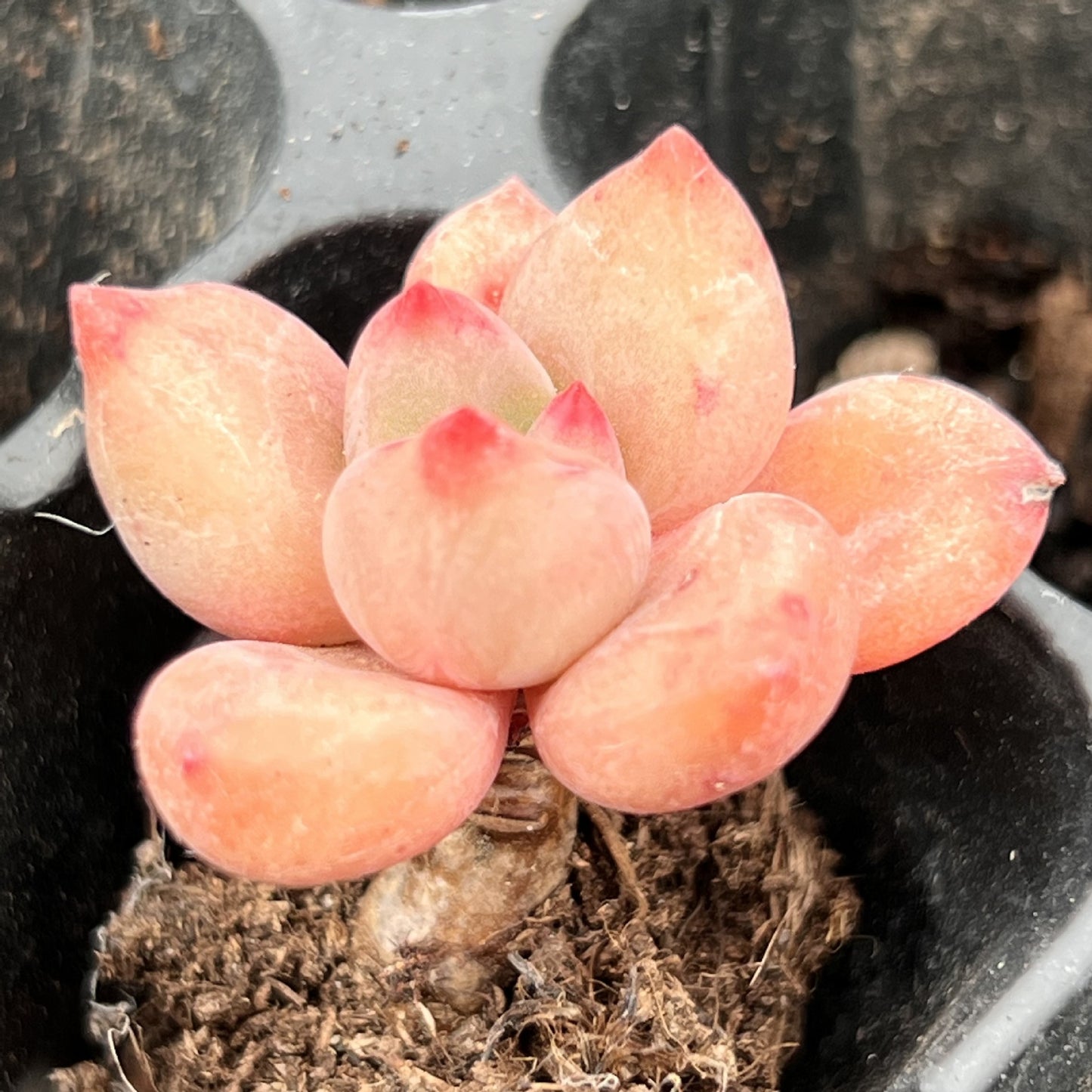 Miniature Bare Root Succulent Plants for Home Decoration
