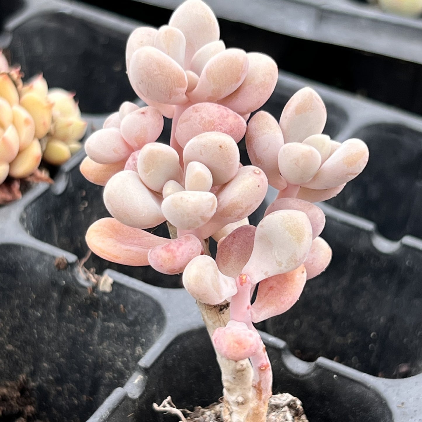 Miniature Bare Root Succulent Plants for Home Decoration