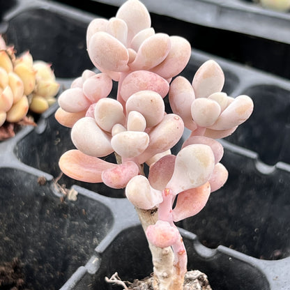 Miniature Bare Root Succulent Plants for Home Decoration