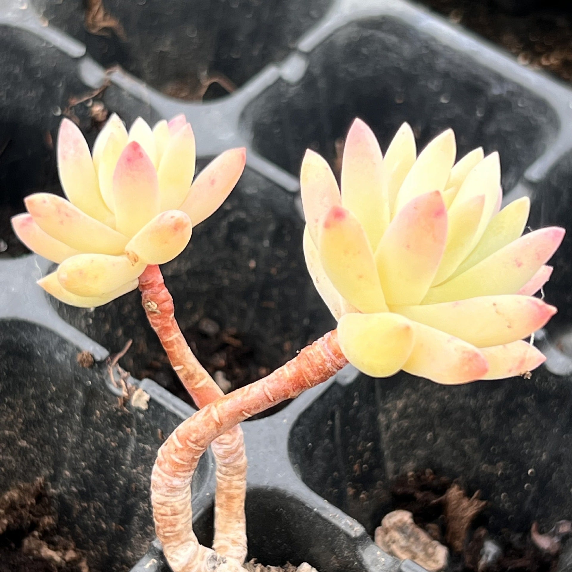 Miniature Bare Root Succulent Plants for Home Decoration
