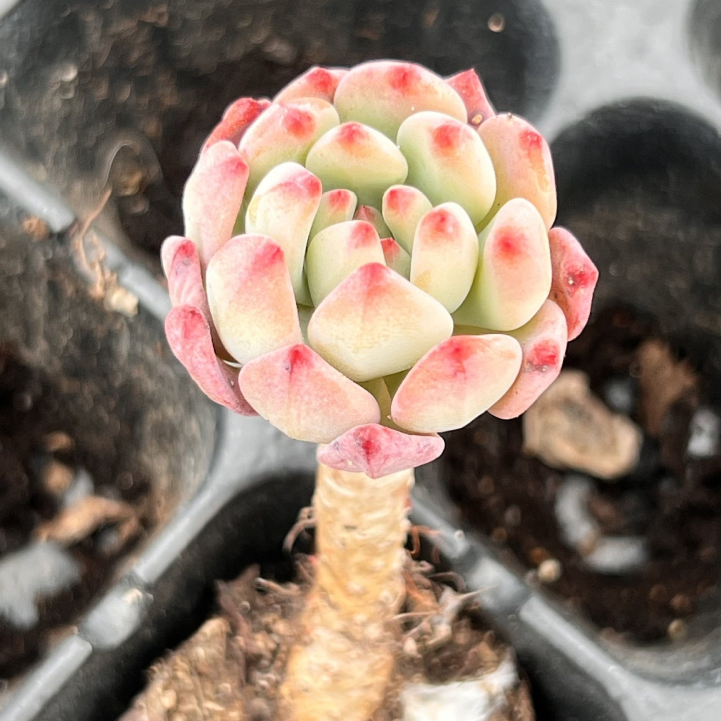 Miniature Bare Root Succulent Plants for Home Decoration