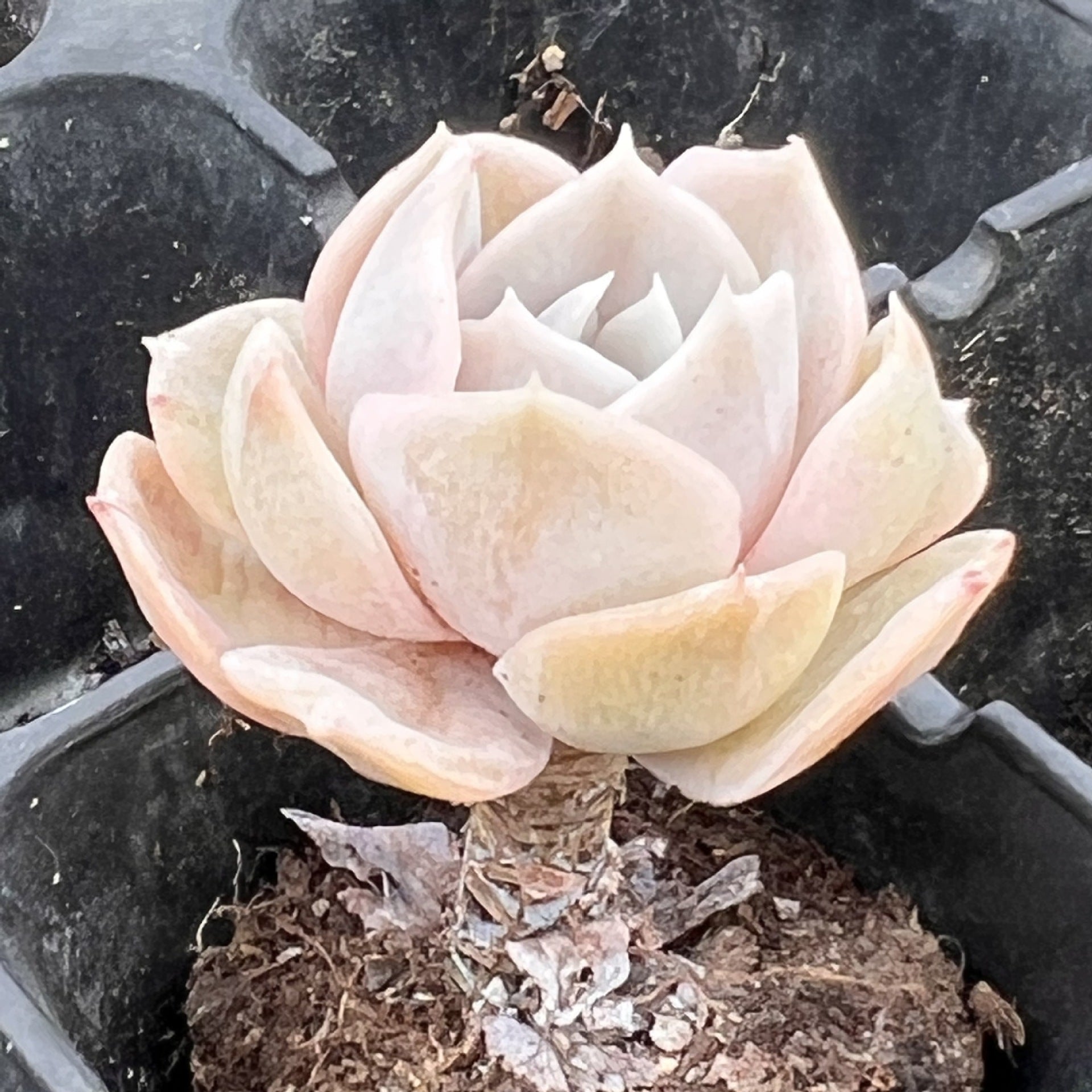 Miniature Bare Root Succulent Plants for Home Decoration